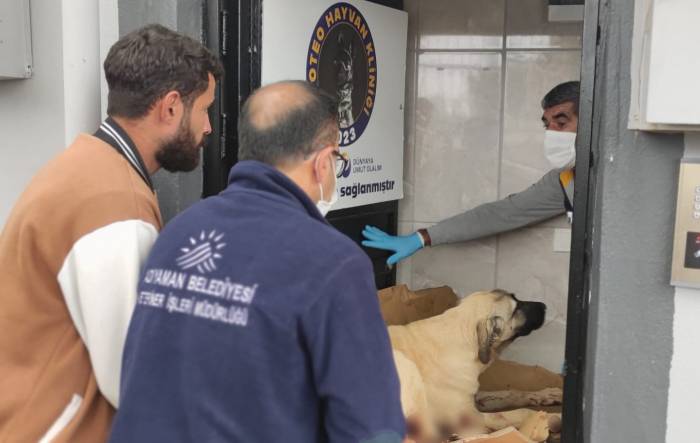 Av Tüfeğiyle Vurulan Köpek Yaşam Mücadelesi Veriyor