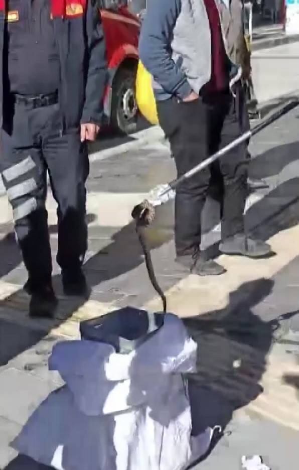 Kaldırımda Yılan Paniği