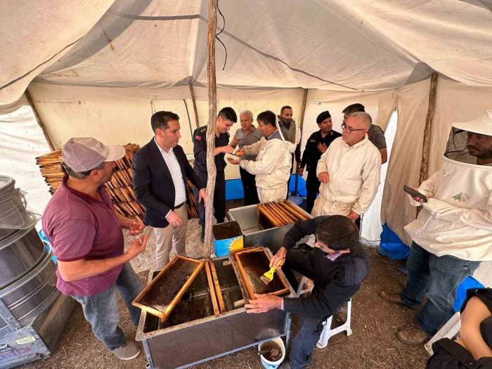 Yangın Ve Kuraklığın Tehdit Ettiği Çam Balında Rekolte Yüzleri Güldürdü