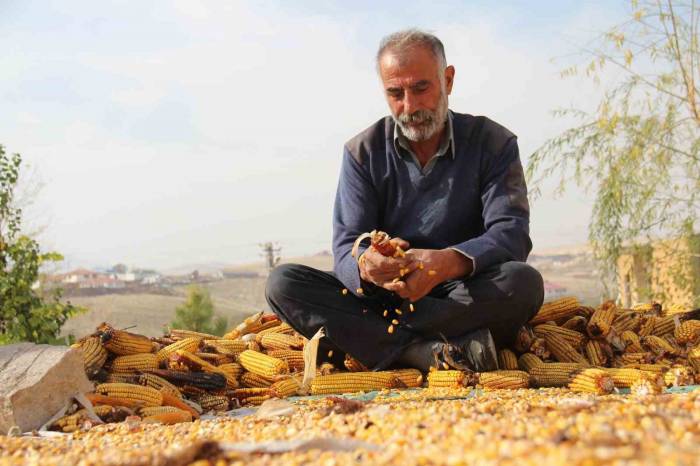 Kahramanmaraş’ta Mısır Hasadı Sona Erdi