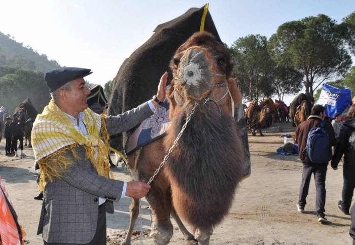 Koçarlı’da Deve Güreşi Heyecanı Yaşanacak