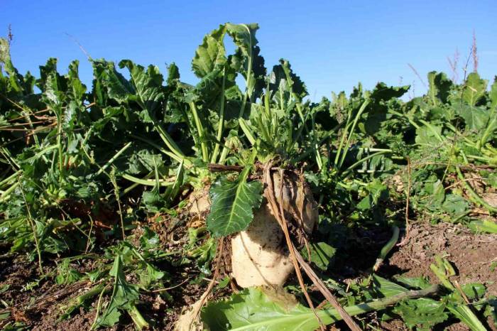 Yağışlar Şeker Pancarını Vurdu, İstenilen Rekolteye Ulaşılamadı