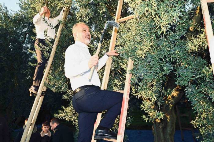 Bursa Zeytininde Hasat Bereketi