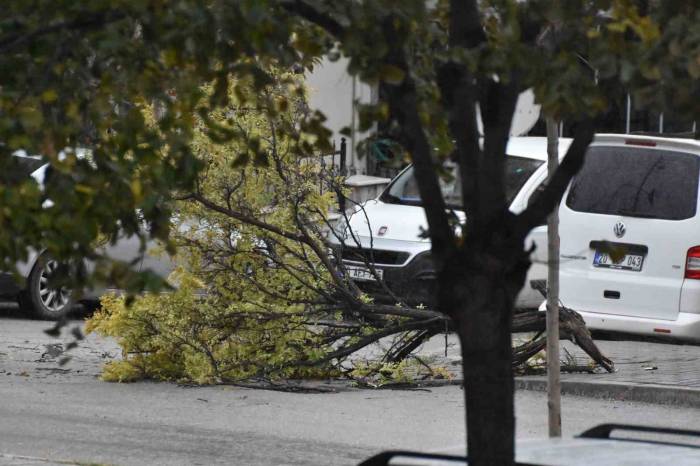 Denizli’de Etkili Olan Fırtınada Ağaçlar Devrildi