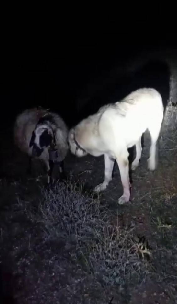 Kangal Vefası İle Hayret Ettirdi