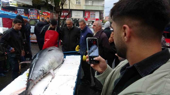 2 Metreden Büyük Orkinosu Görenler Telefona Sarıldı