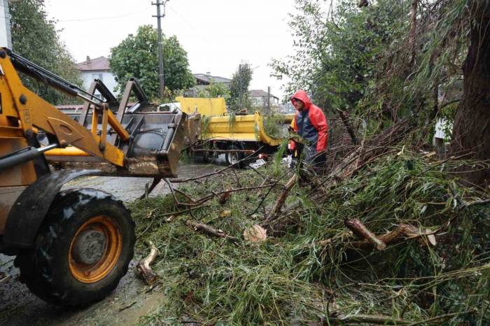 Düzce’de Fırtınaya Ağaçlar Dayanamadı Devrildi