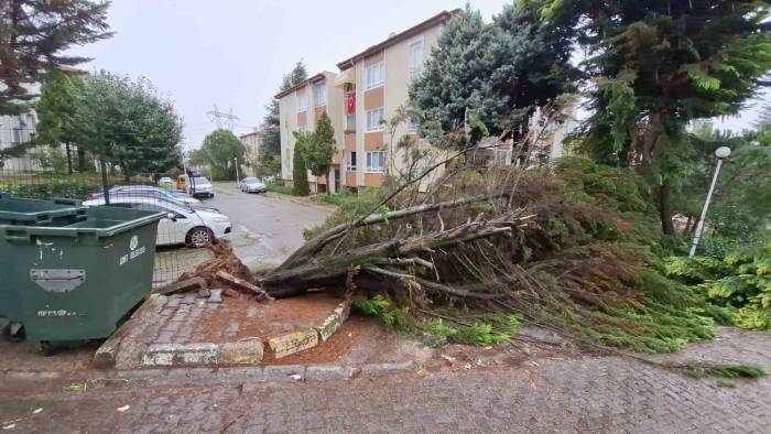 Kocaeli’de Ağaçlar Fırtınaya Dayanamadı