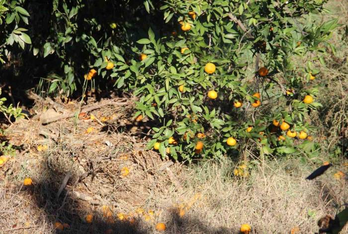 Narenciye Üreticisini Akdeniz Meyve Sineği Vurdu