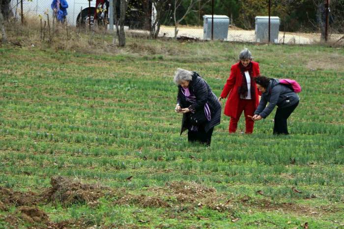 Safran Tarlasını 40 Günde 70 Bin Kişi Ziyaret Etti