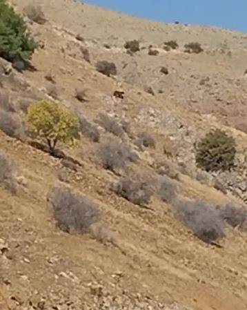 Kış Uykusuna Yatmayan Ayı Yiyecek Ararken Görüntülendi