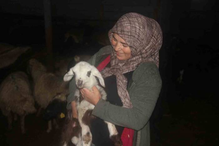 Kadın Girişimci Devletten Aldığı Destekle Hayvancılık Yapıyor