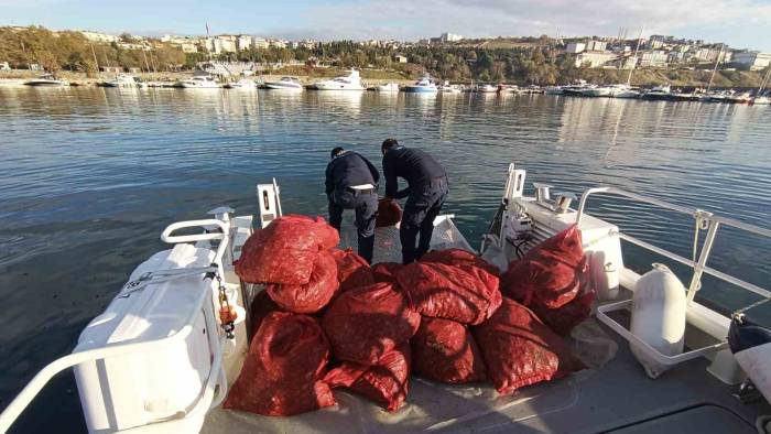 Tekirdağ’da 1,5 Ton Karakıllı Midye Ele Geçirildi
