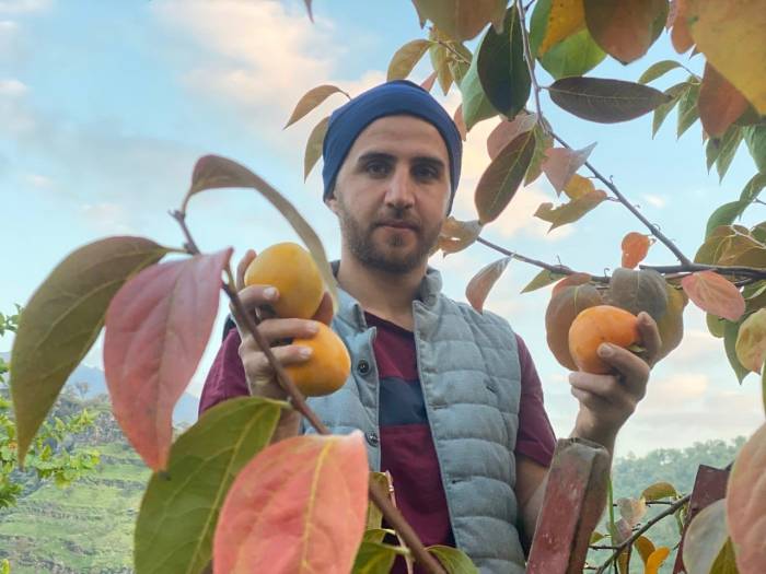 Derecik’te Trabzon Hurması Hasadı Başladı