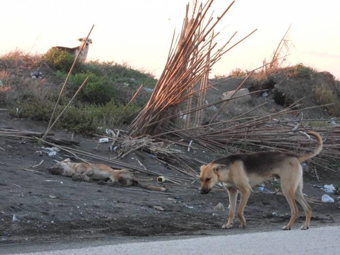 ’köpeği Bilerek Ezdi’ İddiası