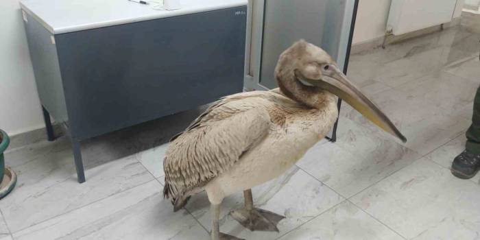 Yaralı Pelikan Tedavi Altında