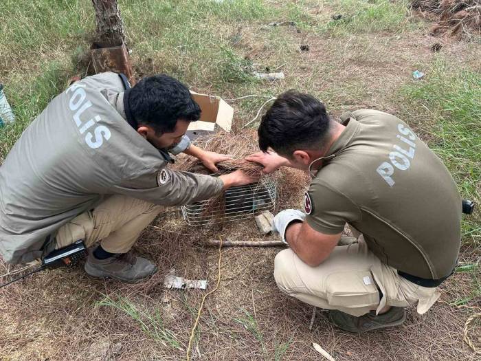 Tuzağa Takılan ’bayağı Çakır’ Kuşunu Polis Kurtardı