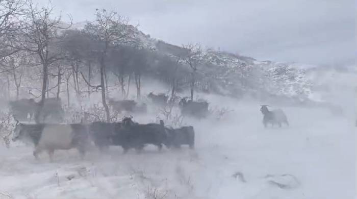 Dağlarda Sürülerini Otlatan Besiciler Kar Ve Fırtına Nedeniyle Zor Anlar Yaşadı