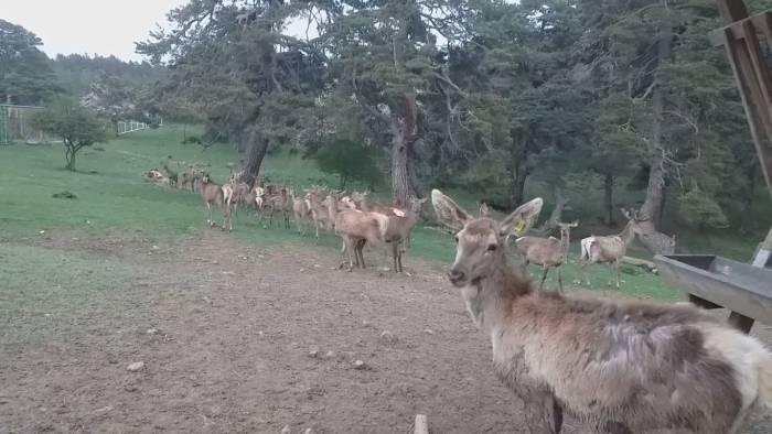 12 Kızıl Geyik Üretilerek Doğaya Salındı