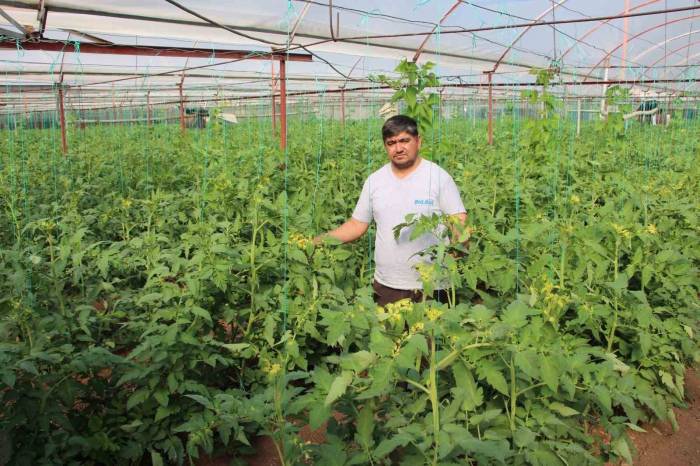 Domates Serasına Yabancı Ot İlacı Atıp Fidanlara Zarar Verdiler