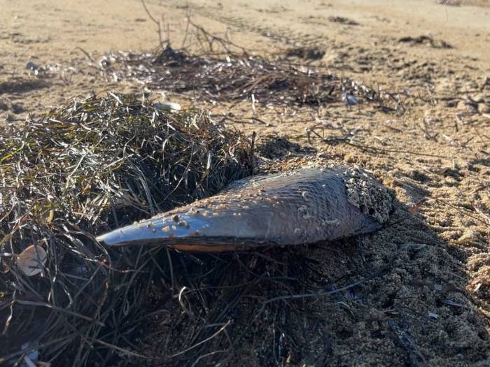 Marmara’nın Umudu Denilmişti; Ölen Pinalar Endişeye Neden Oldu