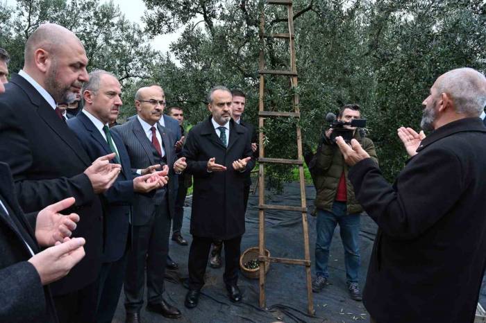 Orhangazi’de De Zeytin Hasadı Başladı