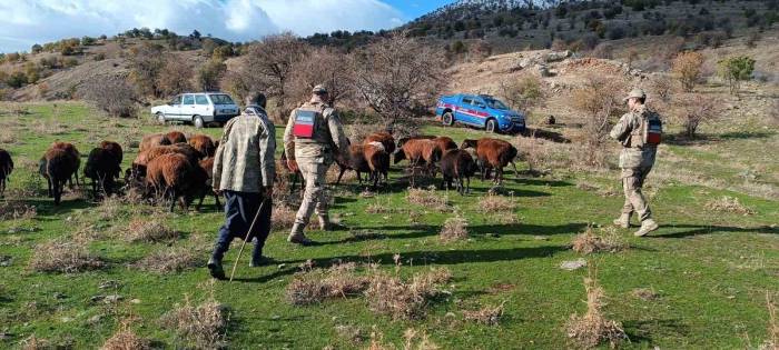 Fırtınada Kaybolan Koyunlar Jandarma Tarafından Bulundu