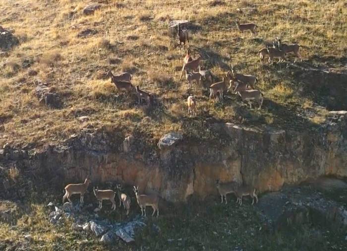 9 Milyon Yıllık Kanyondaki Dağ Keçileri Dron İle Görüntülendi