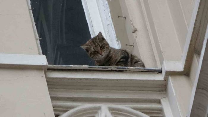 İstiklal Caddesi’nde Film Gibi Kedi Kurtarma Operasyonu: Kediyi Havada Yakalamaya Çalışırken Tırmalandı