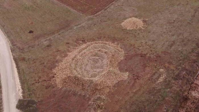 Çiftçilerin Ürettiği Tonlarca Şeker Pancarı Tarlada Kaldı