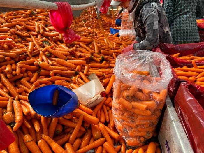 Beypazarı’nda Kışlık Havuç Hasadı Başladı