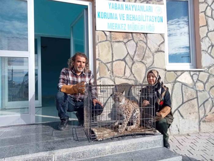 Yaralı Vaşak Tedavi Altına Alındı