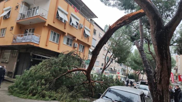 Kopan Ağaç Dalı Seyir Halindeki Otomobilin Üzerine Düştü