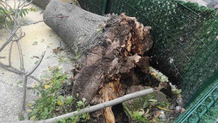Devrilen Ağacın Altında Kalmaktan Son Anda Kurtuldu, O Anlar Kameraya Yansıdı