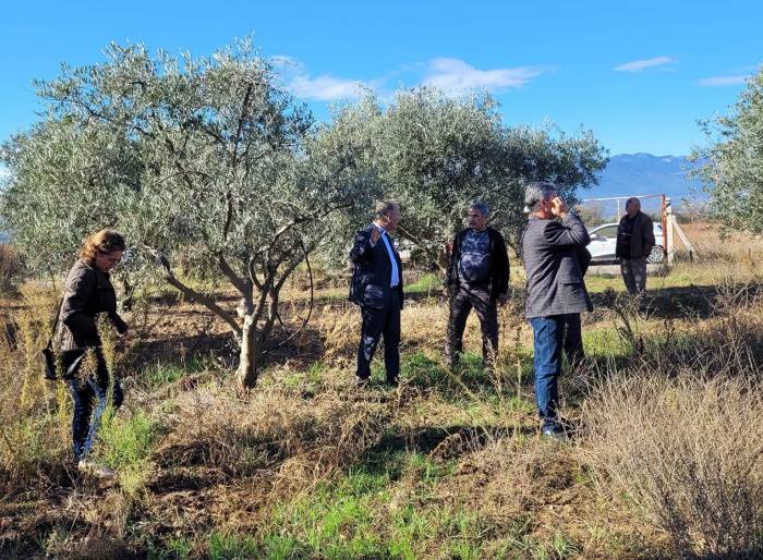 Dal Kanseri Artışı, Zeytin Üreticilerini Endişelendirdi