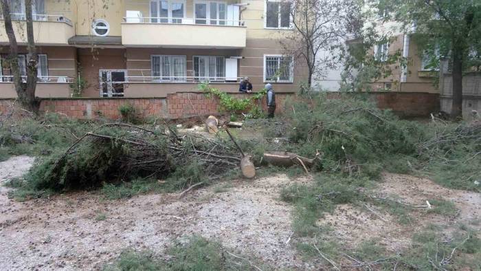 Ağaç 2 Otomobilin Üstüne Devrildi: Sürücü Yara Almadan Kurtuldu