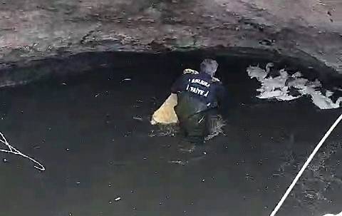 Sarnıca Düşen Kazlar, İtfaiye Tarafından Kurtarıldı