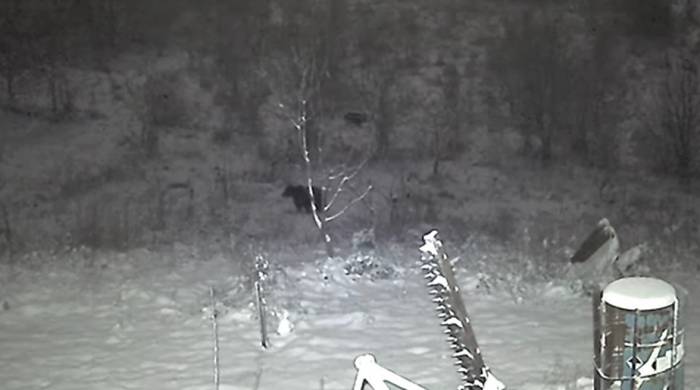 Avcılardan Kaçan Domuzlar Ayılara Yem Oluyordu