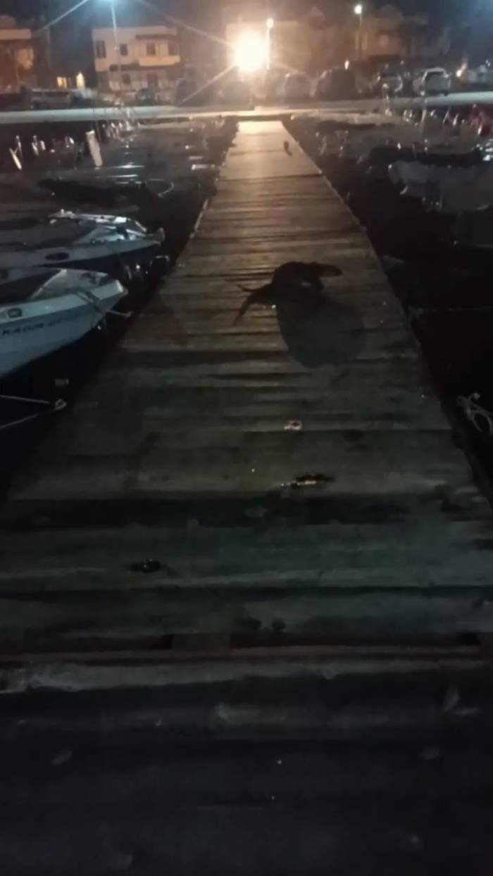 Bursa’da Su Samuru Kediyi Böyle Kovaladı