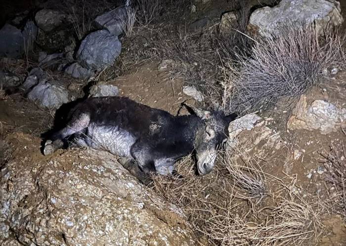 Kayalıklardan Düşen Yaralı Eşeği Afad Ekipleri Kurtardı