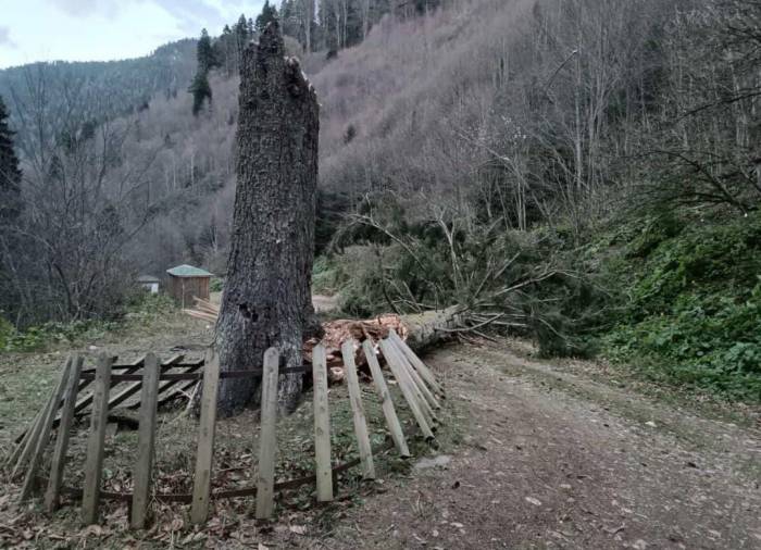 Gümüşhane’de Fırtına Yüzlerce Yıllık Ağacı Devirdi