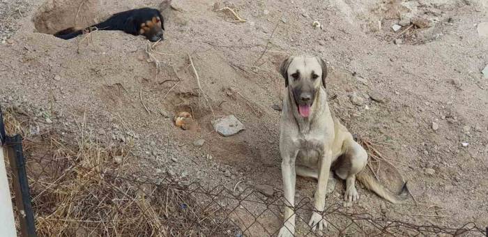Bodrum’da 3 Köpeği Kamyonete Bindirip Götürdüler