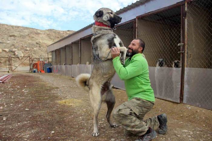 Dünyanın En Sadık Ve En Cesur Sürü Koruma Köpeği