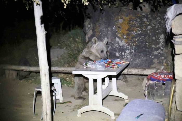 Nemrut’a Pikniğe Giden Gençlere Ayı Sürprizi