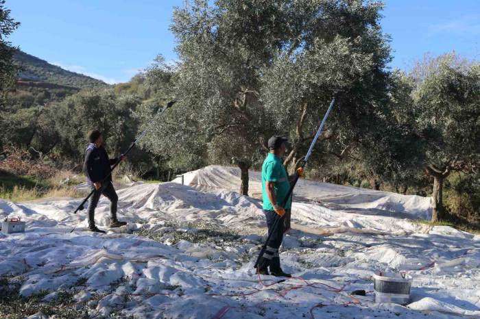 Efeler’in Zeytinleri İçin Hasat Başladı