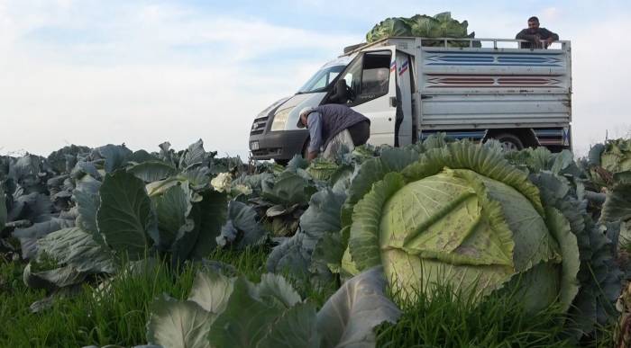 Muş’ta Lahana Üretiminden 90 Milyon Lira Gelir Bekleniyor