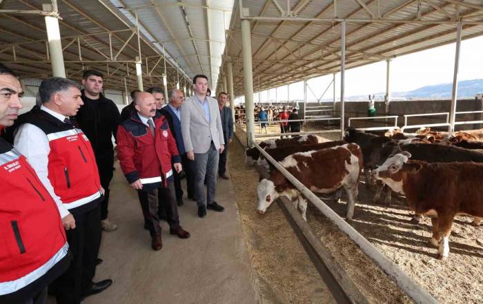 Depremde Hayvanları Telef Olan Üreticilere Büyükbaş Hayvan Dağıtıldı