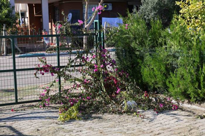 İmam İle Dernek Başkanı Arasında ’ağaç Kesme’ Tartışması