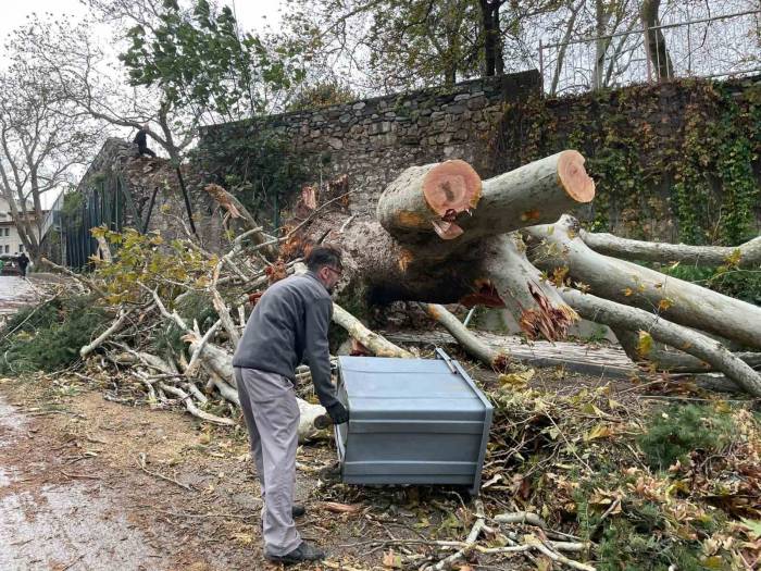 250 Yıllık Tarihi Çınar Fırtınaya Dayanamadı