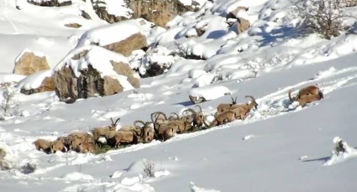 Niğde’de Yaban Hayvanları İçin Doğaya Yem Bırakıldı